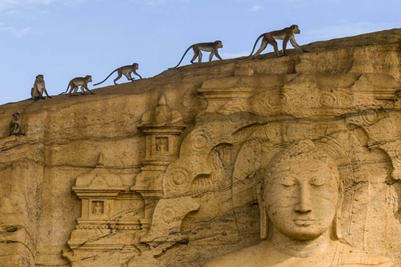 Lion Resort Полоннарува Экстерьер фото